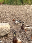 홍머리오리 from River Wyre, Poulton-Le-Fylde, England, GB on 2025년 05월 27일 (화) at 07:42 오후 by joutdrop · iNaturalist... 