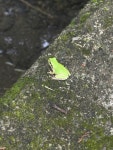 청개구리 from Ashikubokuchigumi, Shizuoka, Shizuoka, JP on... at 01:25 오후 by 岸本年郎 · iNaturalist 청개구리 (Hyla japonica)