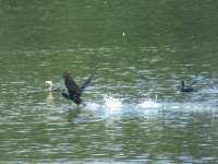 민물가마우지 from Torino, IT on 2016년 10월 06일 (목) by fabnobili. circa 50 esemplari · iNaturalist 민물가마우지... 
