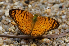 Phalanta alcippe from Bukit Fraser, 49000 Bukit Fraser, Pahang, Malaysia on 2025년 05월 27일 (화) at 01:38 오후 by S.Bidouze... 