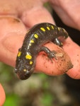 Ambystoma maculatum from Presquile Provincial Park, Brighton, ON, CA on 2025년 06월 03일 (화) at 01:23 오후 by spittlebug... 