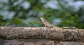 Calotes versicolor from Tilpath Valley Biodiversity Park, W-22, Sainik Farms, South Sainik Farm, Sainik Farm, New Delhi, Delhi... 