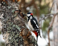 오색딱따구리 from Inari, Finlandia on 2025년 05월 24일... Rodero Henández · iNaturalist 오색딱따구리 (Dendrocopos major)