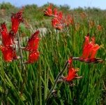 Babiana hirsuta · iNaturalist Babiana hirsuta