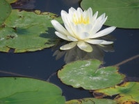 미국수련 from Eden Prairie, MN, USA on 2025년 06월 07일 (토)... 오전 by Jo Roberts · iNaturalist 미국수련 (Nymphaea odorata)