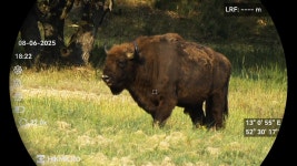 유럽들소 from Dallgow-Döberitz, Brandenburg, DE on 2025년... 08:45 오후 by Chris Baumann · iNaturalist 유럽들소 (Bison bonasus)