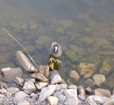 물닭 from Воронеж, Воронежская обл., Россия, 394007 on 2025년 06월 07일 (토) at 07:19 오후 by qlzzrs... 