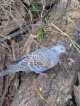 멧비둘기 from 272-0137, Japan on 2025년 06월 09일 (월) at 05:27 오후 by jayjt · iNaturalist 멧비둘기 (Streptopelia orientalis)