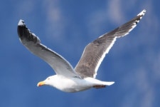 큰검은등갈매기 from Sermersooq, GL on 2025년 06월 08일 (일)... by dougiewainwright · iNaturalist 큰검은등갈매기 (Larus marinus)