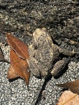 from Uenokoen, Taito, Tokyo, JP on 2025년 06월 11일 (수) at 07:11 오후 by mcnugget240 · iNaturalist 동일본두꺼비 (Bufo formosus)