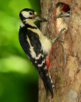 오색딱따구리 from Olomouc, Česko on 2025년 05월 27일 (화)... by milan kořínek · iNaturalist 오색딱따구리 (Dendrocopos major)