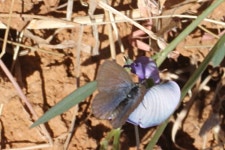 Zizina otis labradus from Elizabeth Springs Conservation Park, QLD 4735, Australia on 2019년 08월 09일 (금) at 12:30 오후 by... 