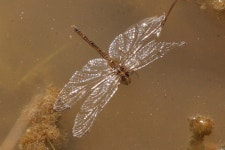 Diplacodes bipunctata from Elizabeth Springs Conservation Park, QLD 4735, Australia on 2019년 08월 09일 (금) at 12:37 오후 by... 