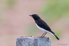 Oenanthe picata from Hobay-Lodai Road, Near kanshvti Dam, Kutch District, Lodai, Gujarat 370020, India on 2019년 09월 13일 (금)... 