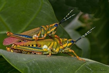 Poekilocerus pictus from Hobay-Lodai Road, Near kanshvti Dam, Kutch District, Lodai, Gujarat 370020, India on 2019년 09월 14일... 