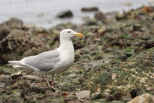 수리갈매기 from West End, Tacoma, WA, USA on 2025년 06월 13일 (금) at 11:32 오전 by Zach Hawn · iNaturalist 수리갈매기... 