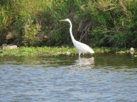 중대백로 from Wedgwood East, Fort Worth, TX 76133, USA on 2025년 06월 13일 (금) at 06:51 오후 by Chris Acree · iNaturalist... 