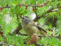 〒401-0320 山梨県南都留郡鳴沢村 on 2025년 06월 15일 (일) at 01:39 오후 by narcissina_suki · iNaturalist 상모솔새 (Regulus... 