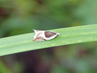 등애기잎말이나방 from Сысертский р-н... Фадеев · iNaturalist 등애기잎말이나방 (Ancylis badiana)