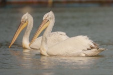 사다새 in 6월 2025 by Gabi Rusu · iNaturalist 사다새 (Pelecanus crispus)