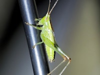 변색쌕쌔기 from Watermael-Boitsfort, Belgique on 2025년 06월 17일 (화) by Axel Gosseries · iNaturalist 변색쌕쌔기... 