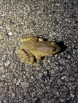 황소개구리 in 6월 2025 by Anthony Brais · iNaturalist 황소개구리 (Lithobates catesbeianus)