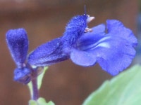Salvia longispicata from 대한민국 경기도 의정부시 자금동 호국로1723번길 28 on 2018년 09월 29일 (토) at 01:19 오후 by... 