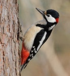 오색딱따구리 from Trettebekklia, Vegårshei, Agder, NO on... 오전 by morten_lysebo · iNaturalist 오색딱따구리 (Dendrocopos major)