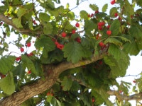 Crataegus monogyna from 대한민국 충청남도 태안군 소원면 on 2019년 09월 29일 (일) at 10:25 오전 by onidiras-iNaturalist... 