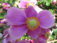 Eriocapitella japonica from 대한민국 충청남도 태안군 소원면 on 2019년 09월 29일 (일) at 09:25 오전 by onidiras... 