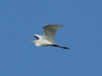 중대백로 from 5856 CK Wellerlooi, Niederlande on 2025년 06월 29일 (일) at 09:01 오전 by Peter Bönnen · iNaturalist 중대백로... 
