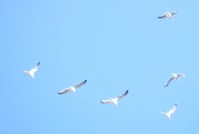 Larus californicus from Laurelwood / Sugarloaf on 2013년 10월 05일 (토) by Jennifer Rycenga. Fly-overs · iNaturalist Larus... 