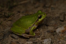 유럽청개구리 from Naturpark Taunus, Ober-Mörlen, Hessen, DE... 오전 by Katharina Geiß · iNaturalist 유럽청개구리 (Hyla arborea)