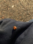 무당벌레 from Aksay on 2019년 10월 03일 (목) by chawin · iNaturalist 무당벌레 (Harmonia axyridis)