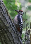 오색딱따구리 from Schengen, Luxemburg on 2025년 07월 04일... by Francis Birlenbach · iNaturalist 오색딱따구리 (Dendrocopos major)