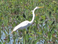 대백로 from Okefenokee Swamp NWR, Ware County, GA, USA on 2011년 04월 17일 (일) at 10:13 오전 by Jeff Skrentny.Great Egret... 
