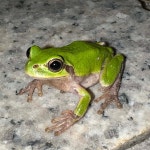 청개구리 from Sangok-dong, Uijeongbu-si, Gyeonggi-do, South... at 08:27 오후 by Paul B. · iNaturalist 청개구리 (Hyla japonica)