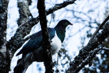 Hemiphaga novaeseelandiae from 467 Paradise Valley Rd, Ngongotaha Valley 3072, New Zealand on 2016년 04월 30일 (토) at 04:31... 