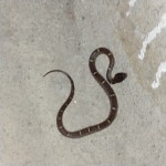 Lycodon fasciolatus from 8J58+VR2, Manasa Gangothiri, Mysuru, Karnataka 570006, India on 2025년 07월 10일 (목) at 08:28 오전... 