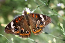 Junonia coenia from Nueces Delta Preserve on 2016년 10월 26일 (수) by Philip Woods. Feeding on the flowers · iNaturalist... 