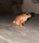 Bufo spinosus from Avenue du Pont de la Prairie, Châteauneuf-la-Forêt, Nouvelle-Aquitaine, FR on 2025년 07월 11일 (금) at 10... 
