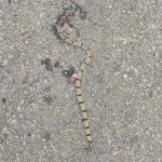 Oligodon arnensis from 1597, Mansi Nagar, Mysuru, Hanchya, Karnataka 570019, India on 2025년 07월 12일 (토) at 07:38 오전 by... 