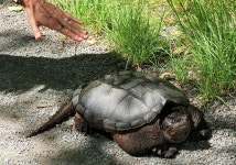 늑대거북 from St Margarets Bay Rd Opposite Civic 1982 (6143)... Nova Scotia Canada. · iNaturalist 늑대거북 (Chelydra serpentina)