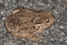 유럽두꺼비 from 01680 Innimond, France on 2025년 07월 12일... at 11:04 오후 by Pascal Dubois · iNaturalist 유럽두꺼비 (Bufo bufo)
