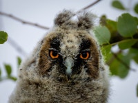 칡부엉이 from Apetlon, Österreich on 2025년 07월 07일 (월) at 09:25 오전 by hannes_lpld · iNaturalist 칡부엉이 (Asio otus)