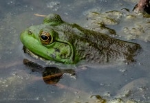 황소개구리 from Palisades State Park, 48422 256th St... 오후 by Janet Nelson · iNaturalist 황소개구리 (Lithobates catesbeianus)