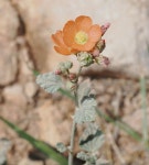 San Rafael Reef Wilderness 체크리스트 · iNaturalist San Rafael Reef Wilderness Check List