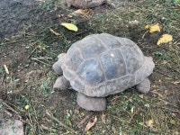 알다브라코끼리거북 in 7월 2025 by Dr Cleeve Robertson · iNaturalist 알다브라코끼리거북 (Aldabrachelys gigantea)