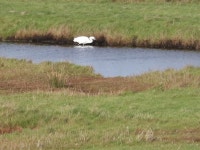 쇠백로 from 1797 Den Hoorn Texel, Nederland on 2019년 10월 10일 (목) at 04:26 오후 by Gerben ter Haar · iNaturalist 쇠백로... 