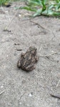 유럽두꺼비 from 2403 NC Alphen aan den Rijn, Netherlands on... at 09:45 오전 by Boris Berlijn · iNaturalist 유럽두꺼비 (Bufo bufo)